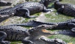 血湖在线观看,揭秘惊悚悬疑的惊悚之旅