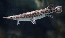 鳄雀鳝最新爆料图片大全,揭秘神秘水生巨兽的惊悚瞬间