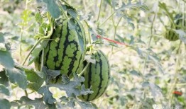 吃瓜网红 图片,图解网络红人的魅力与争议