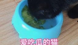 娱乐吃瓜猫咪视频大全最新,最新猫咪吃瓜视频大盘点