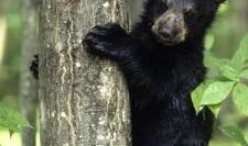 黑龙江黑熊爆料新闻,揭秘当地惊天秘密