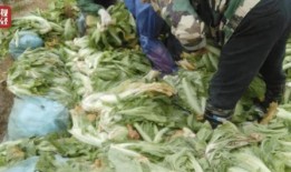 老坛酸菜牛肉面新闻爆料,真相揭秘与行业反思