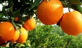 老橙子最新爆料视频大全,揭秘娱乐圈幕后真相