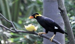小花爆料了鸟大爷原视频,鸟大爷原视频背后的故事