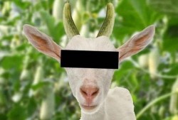 网红驯鹿吃瓜是真的吗知乎,真相揭秘还是网络炒作？