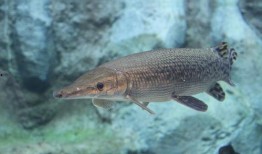 鳄雀鳝最新爆料图片大全,揭秘神秘水生巨兽的惊悚瞬间