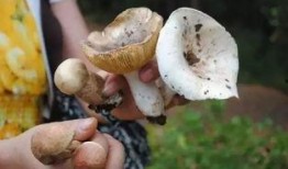 今日爆料蘑菇巴拉