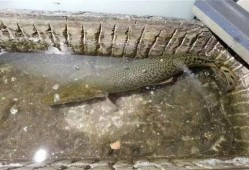 鳄雀鳝最新爆料图片大全,揭秘神秘水生巨兽的惊悚瞬间