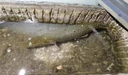 鳄雀鳝最新爆料图片大全,揭秘神秘水生巨兽的惊悚瞬间