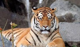 虎虎大爆料视频