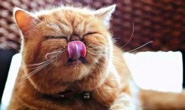 娱乐吃瓜猫咪视频大全最新,最新猫咪吃瓜视频大盘点