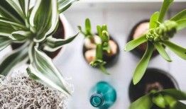 10月份最新植物爆料,10月植物新宠盘点