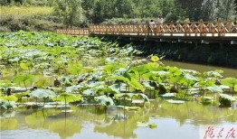 大美庆阳风景爆料视频下载,视频揭秘大美庆阳自然与人文景观