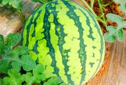 吃瓜网怒江网红,吃瓜网热议的神秘人物