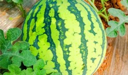 吃瓜网怒江网红,吃瓜网热议的神秘人物