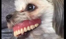 狗牙在线观看 在线观看,揭秘神秘家族的奇幻冒险之旅